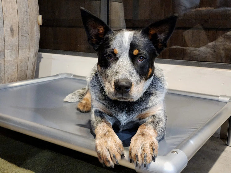 ChewProof & Indestructible Dog Beds | Riplock PVC Range – Crosswell K9