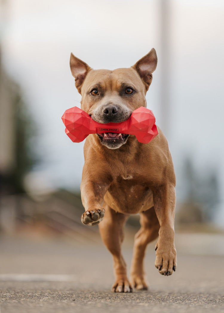 Dog running with red ChewChew dog toy in mouth