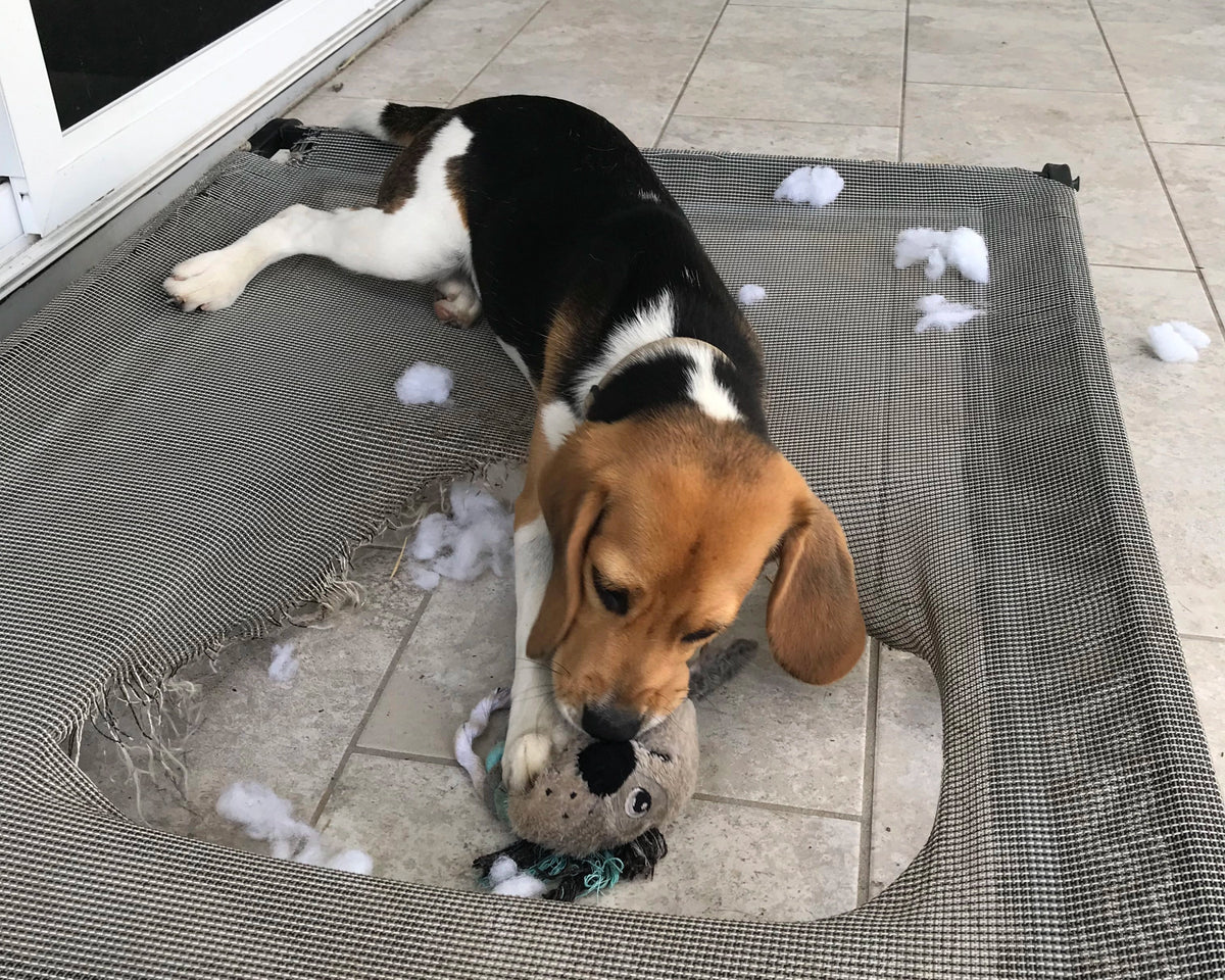Dog lying on destroyed bed