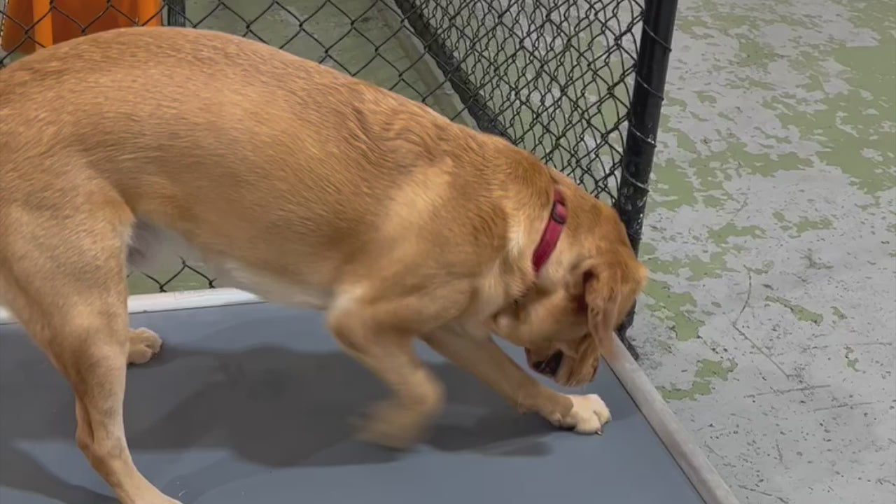 Load video: It&#39;s quite normal for our beloved pets to dig, scratch and chew. But no matter what our best mates throw at the ChewProof Riplock PVC dog beds...they soon realise that these durable beds have been designed to be virtually indestructible.